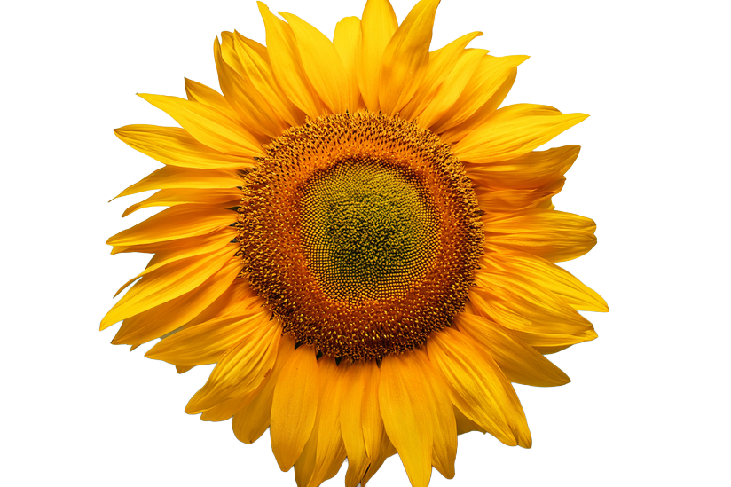 Sun Flower 